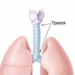трахея