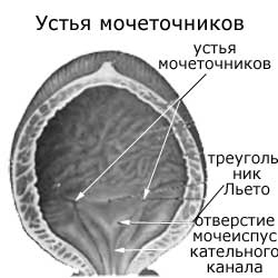 устья мочеточников в мочевом пузыре