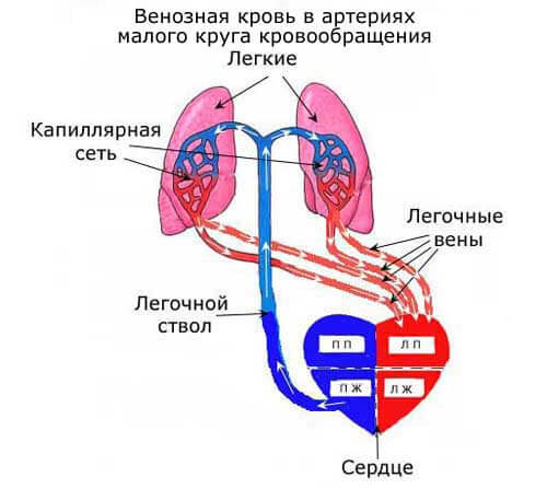 венозная кровь в артериях малого круга кровообращения