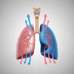 вентиляция легких