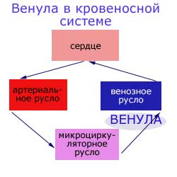 венула в кровеносной системе