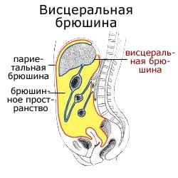 висцеральная брюшина