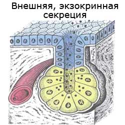 внешняя, экзокринная секреция