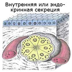 внутренняя или эндокринная секреция