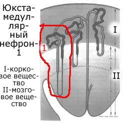 юкстамедуллярные нефроны