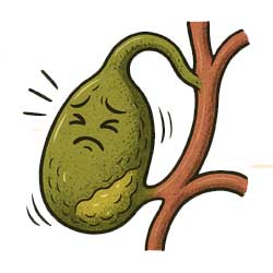 желчный пузырь плохо сокращается