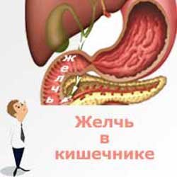 человек смотрит на желчь в кишечнике